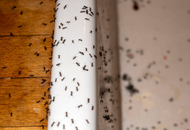 Best Best Pest Control Companies  in Salida, CA