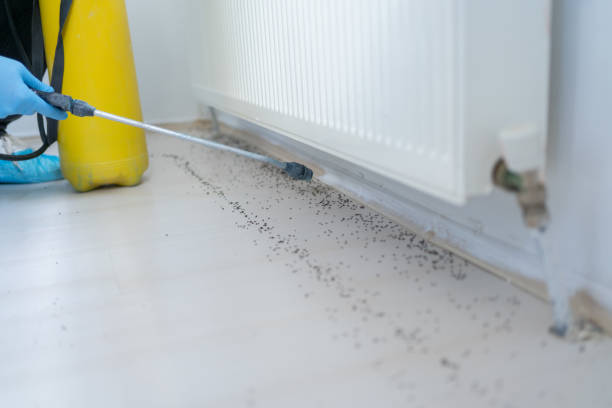 Best Pest Control Near Me  in Salida, CA